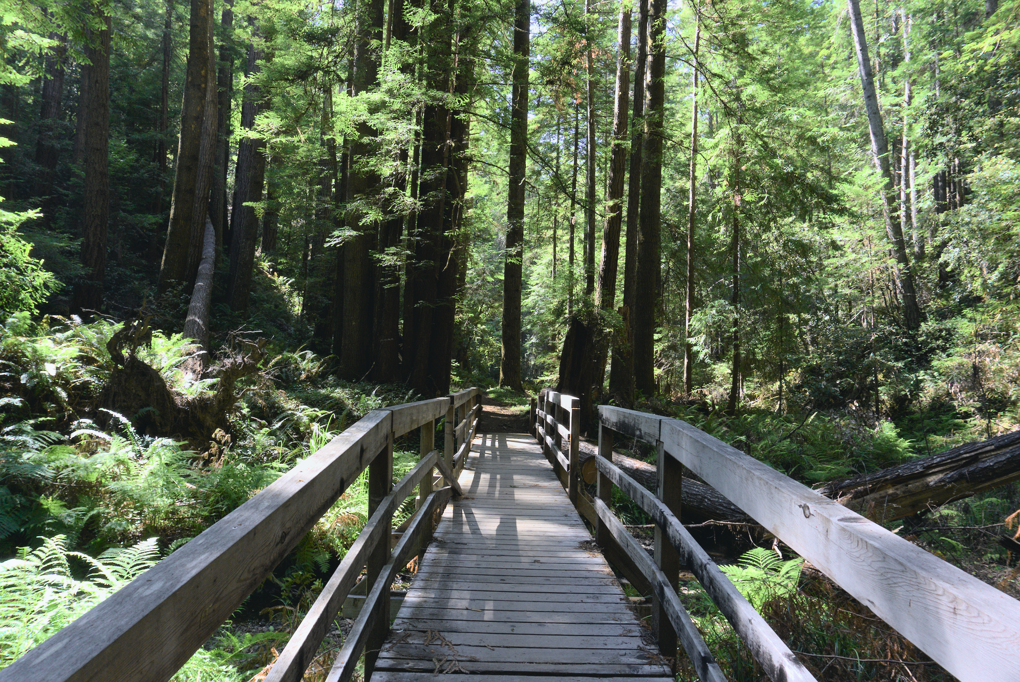 a wooden bridge in the redwoods